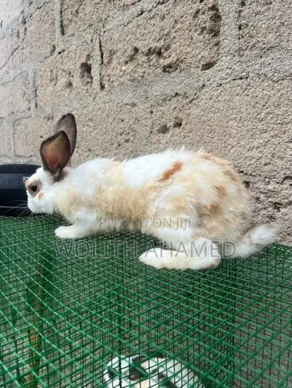 Rabbits