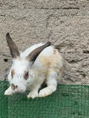 Rabbits