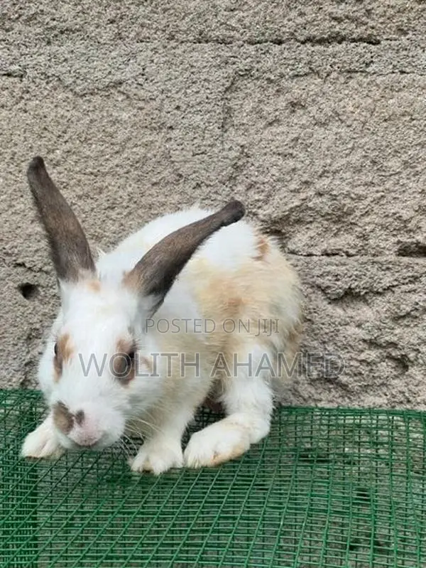 Rabbits