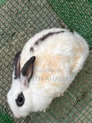 Rabbits