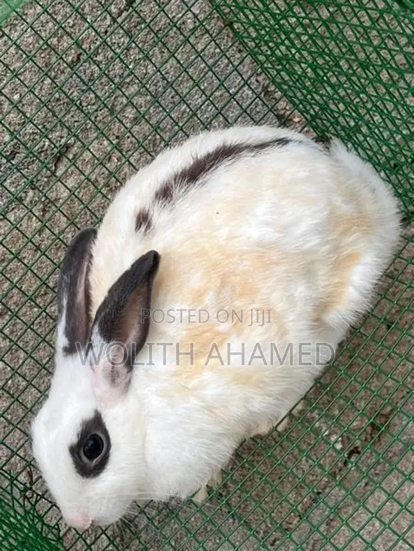 Rabbits
