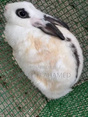 Rabbits