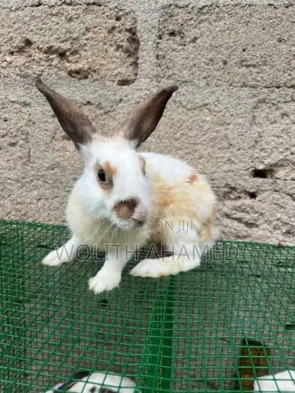 Rabbits