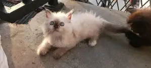 Persian Cat
