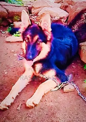 German Shepherd