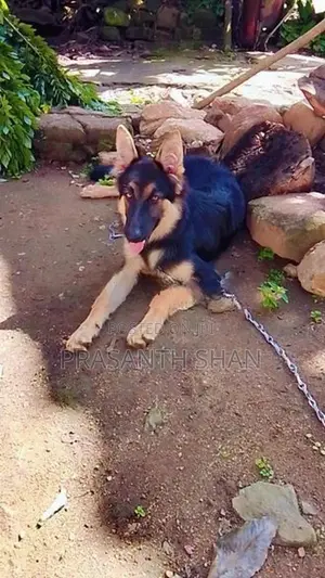 German Shepherd
