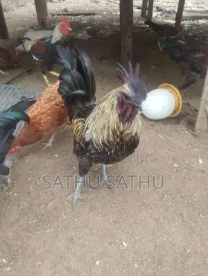 கருங்கோழி