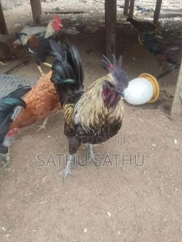 கருங்கோழி