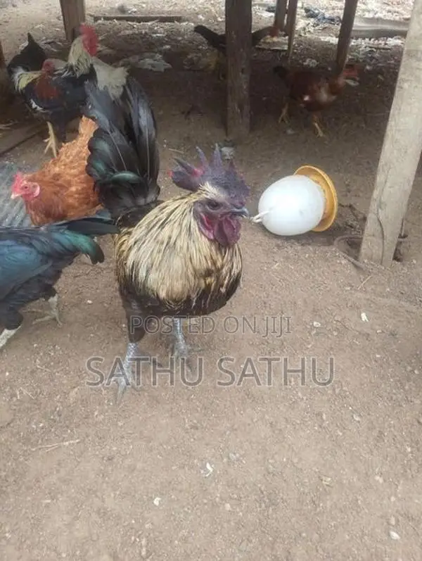 கருங்கோழி