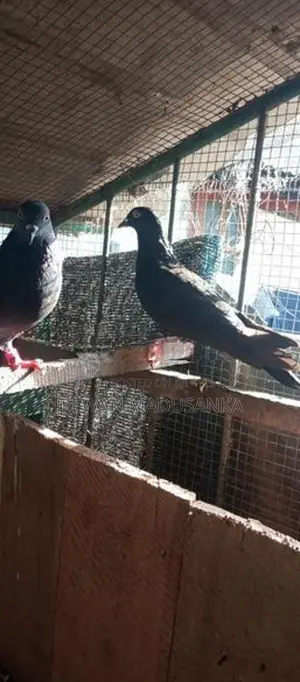 Racing Pigeon . පරවියන්