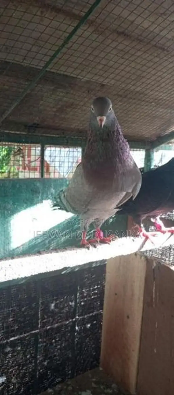 Racing Pigeon . පරවියන්