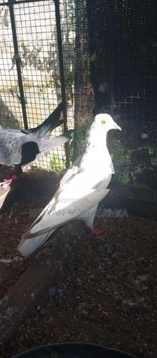 Racing Pigeon . පරවියන්