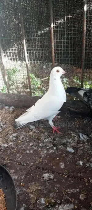 Racing Pigeon . පරවියන්