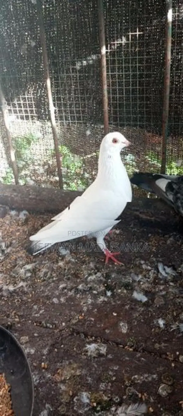 Racing Pigeon . පරවියන්