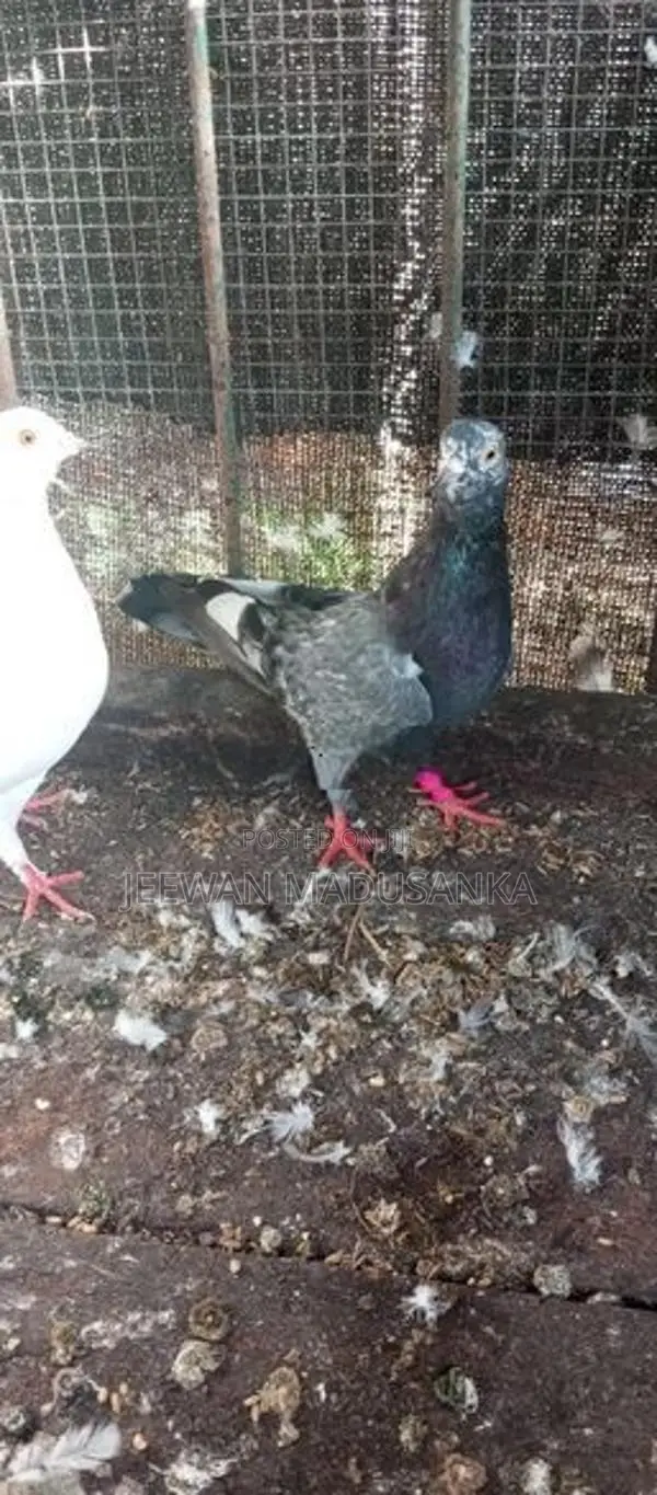 Racing Pigeon . පරවියන්