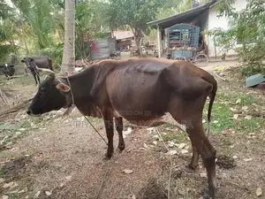 Jersey Cow