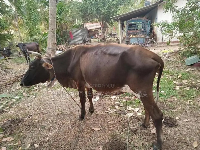 Jersey Cow