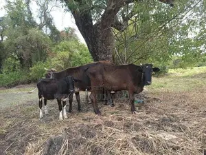 Jersey Cow