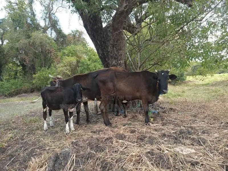 Jersey Cow