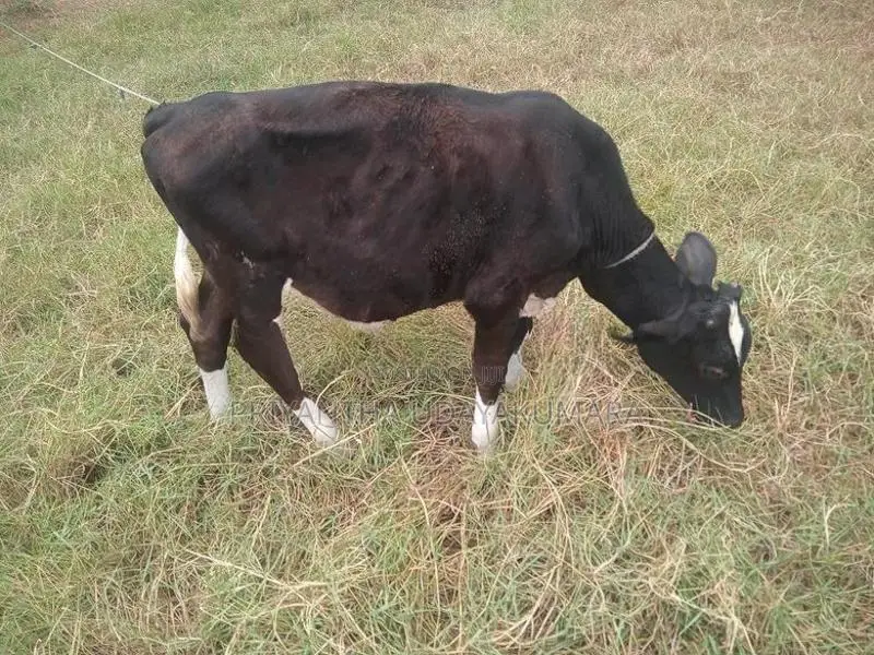 Jersey Cow