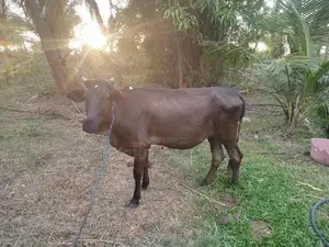 Jersey Cow