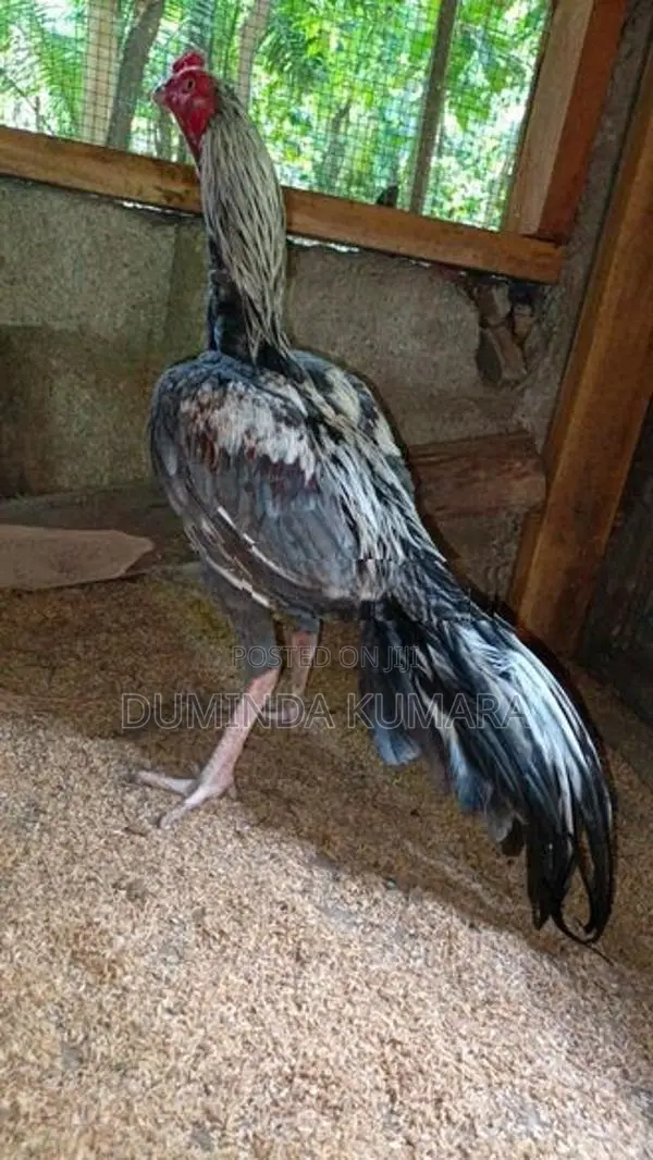 Asil Pataun Viknimata