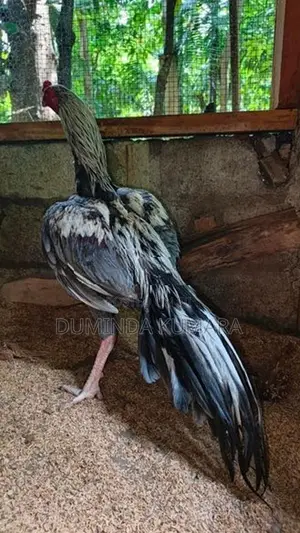 Asil Pataun Viknimata