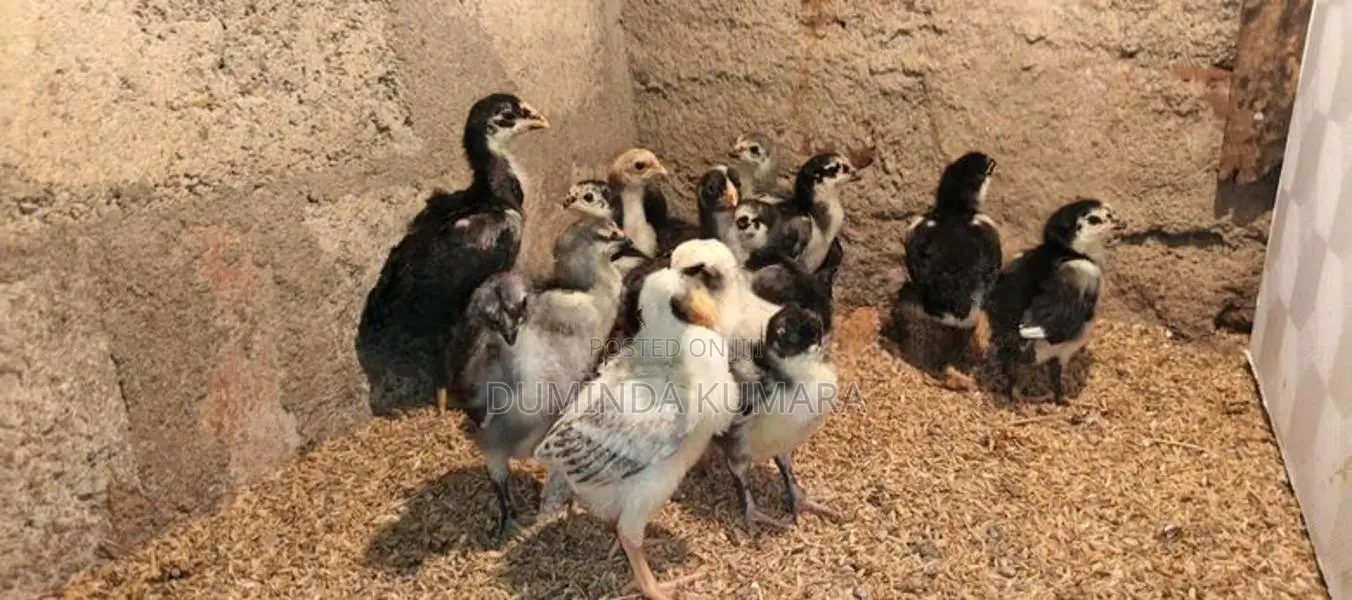 Asil Pataun Viknimata