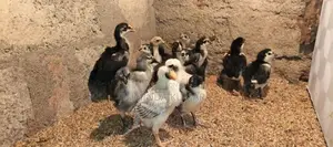 Asil Pataun Viknimata