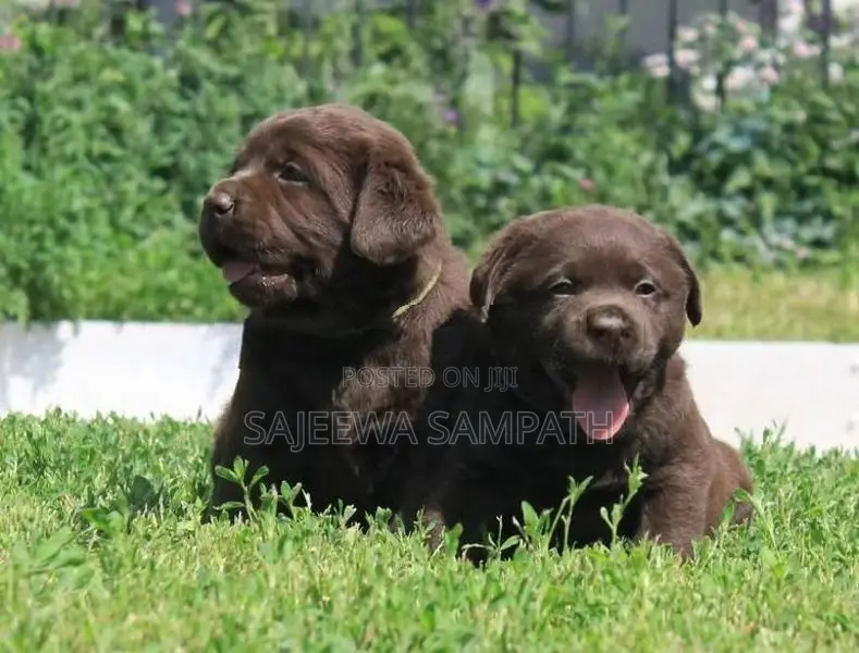 Labrador puppies (PURE BREED)CHOCOLATE BROWN