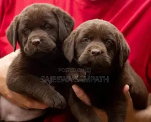 Labrador puppies (PURE BREED)CHOCOLATE BROWN