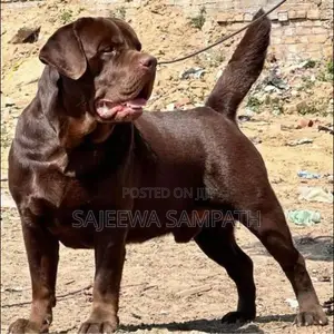 Labrador puppies (PURE BREED)CHOCOLATE BROWN