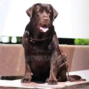 Labrador puppies (PURE BREED)CHOCOLATE BROWN