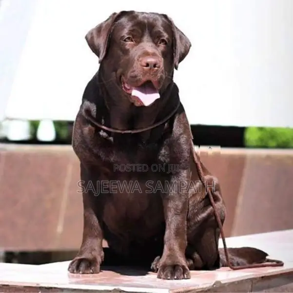 Labrador puppies (PURE BREED)CHOCOLATE BROWN