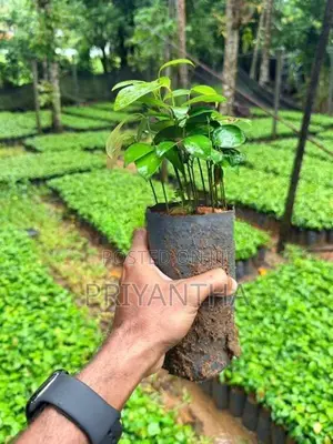කුරුදු පැළ