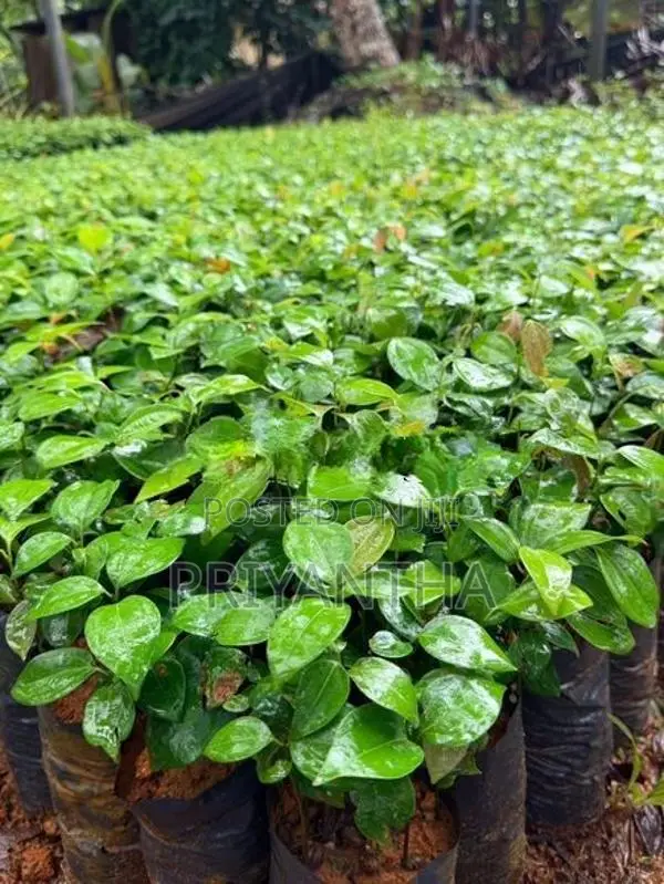 කුරුදු පැළ