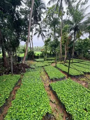 කුරුදු පැළ