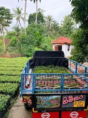 කුරුදු පැළ