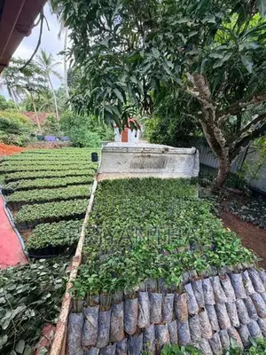කුරුදු පැළ
