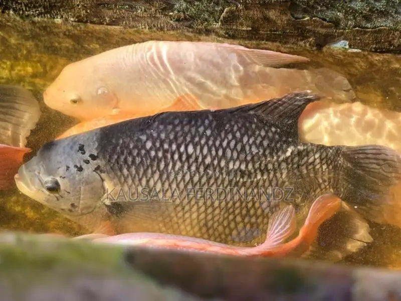Giant Gourami With Mozambique Fish