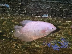 Giant Gourami With Mozambique Fish