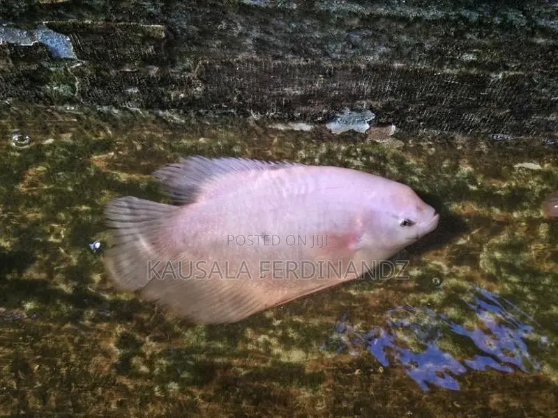 Giant Gourami With Mozambique Fish