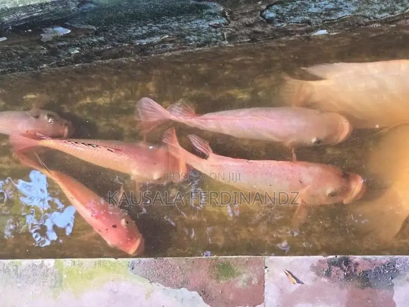 Giant Gourami With Mozambique Fish
