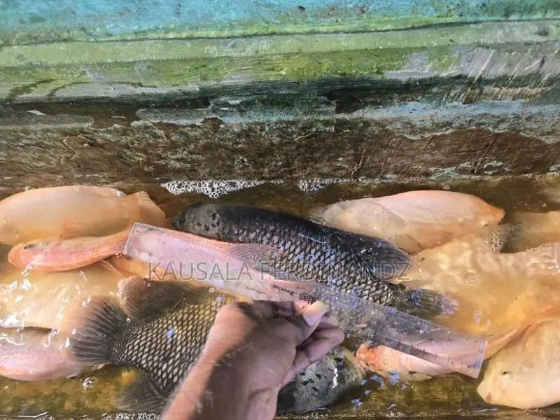 Giant Gourami With Mozambique Fish