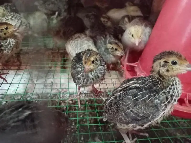 Watuvan/වටුපැටව්