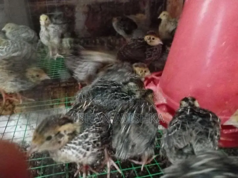 Watuvan/වටුපැටව්