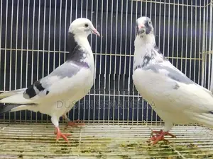 Pigeon