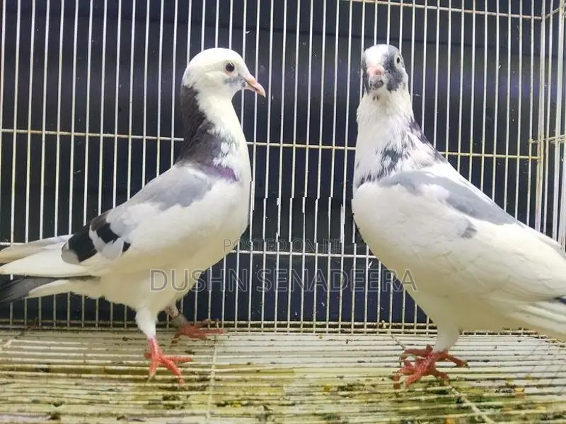 Pigeon