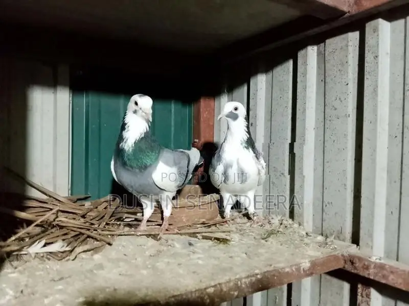 Pigeon