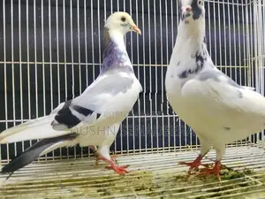 Pigeon